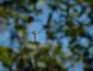 Cristo Redentor inicia plano para compensar impacto ambiental