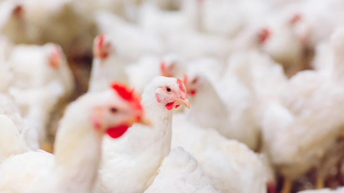 Mato Grosso monitora custos da produção de aves e suínos após alta registrada pela Embrapa