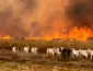 Incêndio de grandes proporções atinge área rural de Jangada e mobiliza equipes com apoio de aeronaves