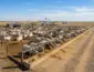 Imea aponta queda para 1,33 milhão de cabeças em intenção de confinamento em Mato Grosso em 2026