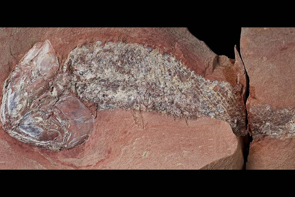 Fóssil de peixe de 254 milhões de anos encontrado em Mato Grosso é classificado como nova espécie e batizado de Leolepis matogrossensis