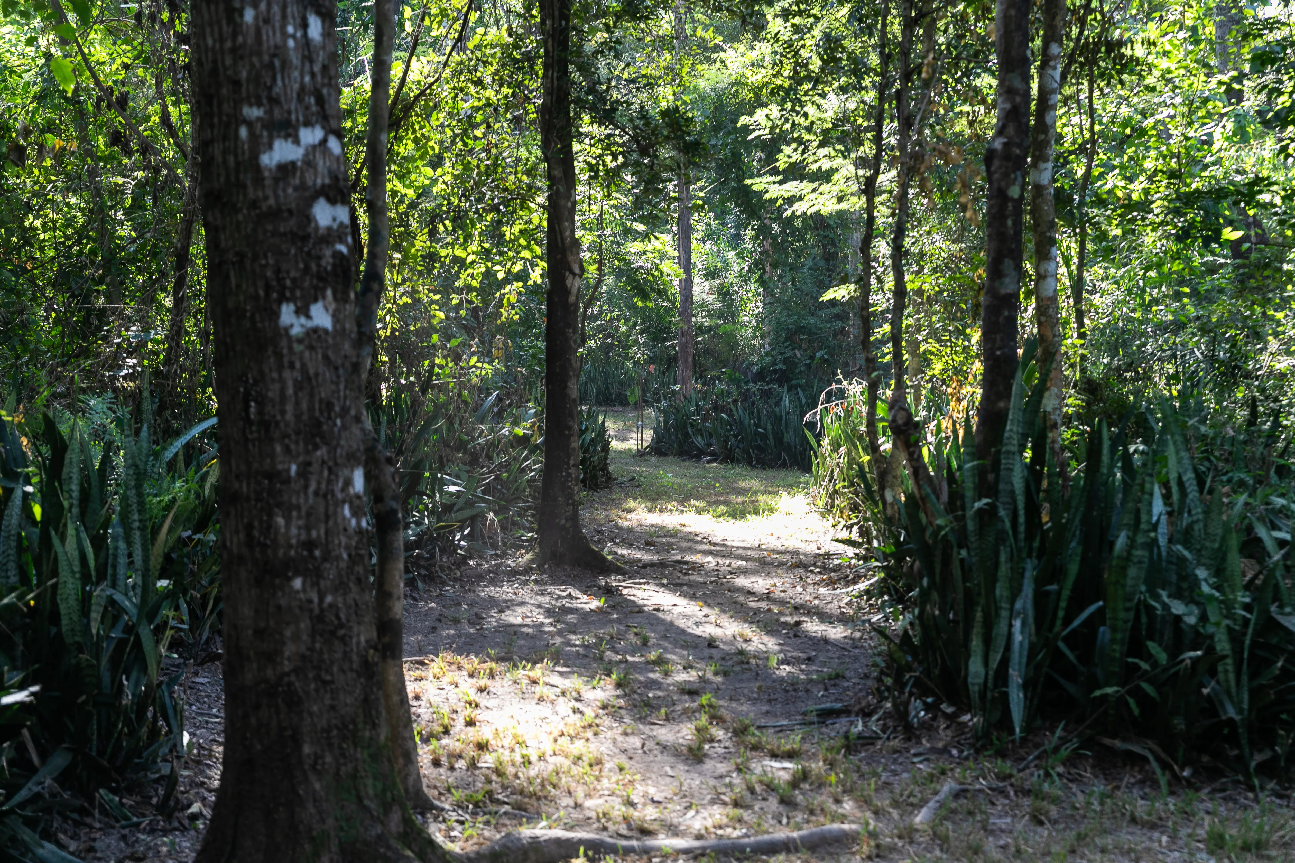 Patrimônio ambiental urbano