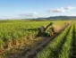 Conab projeta alta de 5,5% na produção de cana em Mato Grosso e consolidação do estado como gigante do etanol