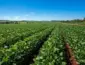Margem do produtor de soja em Mato Grosso deve subir para 4,1% na safra 2026/2027, mas cenário exige cautela com custos e clima