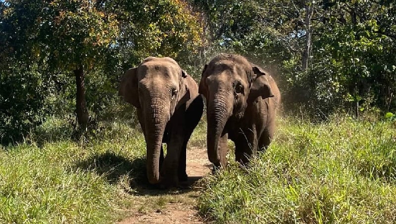 Poxa em chapada