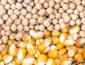 Mato Grosso no radar: Como o novo relatório do USDA mexe com o mercado da soja e do milho