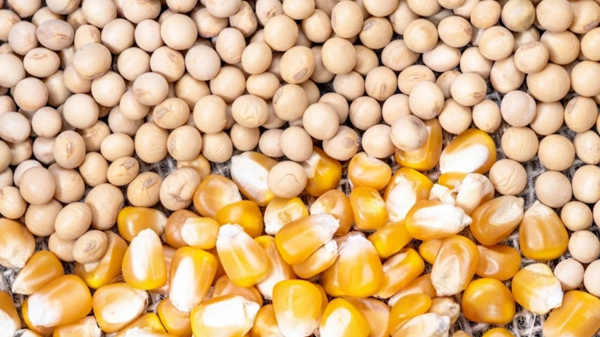 Mato Grosso no radar: Como o novo relatório do USDA mexe com o mercado da soja e do milho
