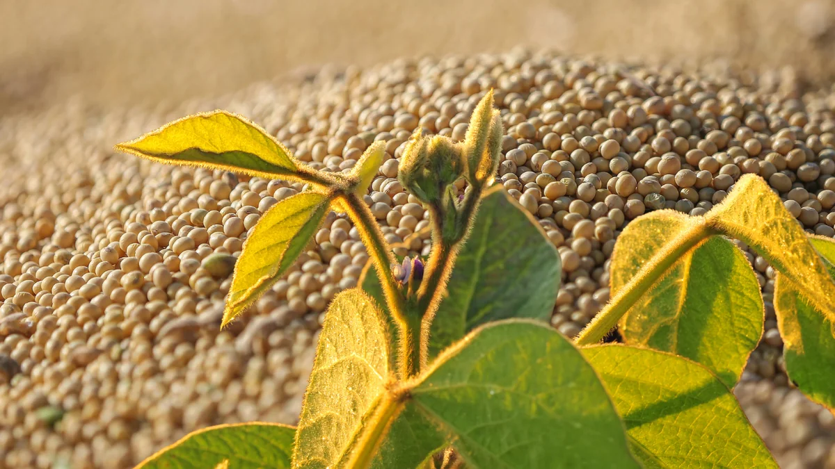 Exportação de Soja em Julho Cresce 9,3% em Volume e movimenta o Agro de Mato Grosso