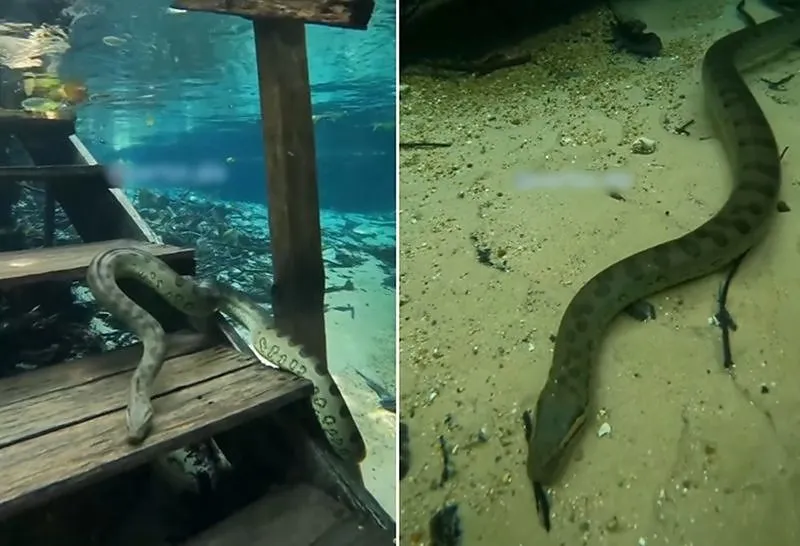Sucuri-verde gigante ‘escala’ escada subaquática e impressiona em Nobres