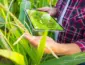 Máquinas com leitura instantânea ganham espaço na preparação da safra em Mato Grosso