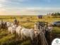 Retenção de matrizes faz abate de vacas e novilhas cair 17% em julho em Mato Grosso, aponta Agrifatto