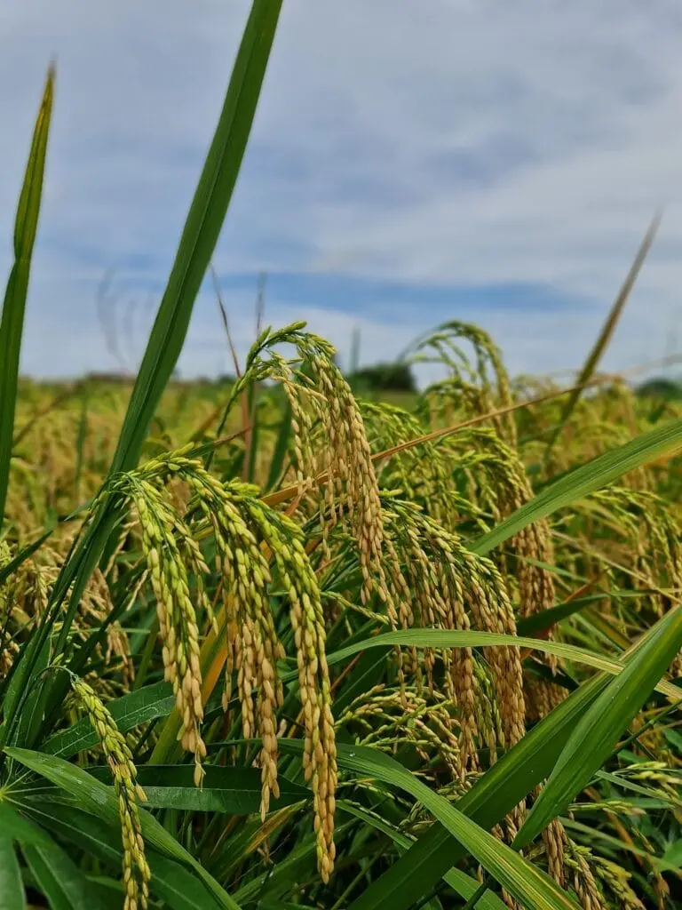 Arroz: Demanda externa intensifica disputa por matéria-prima