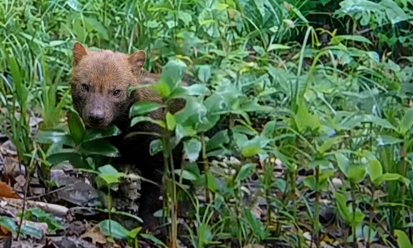 Predador raro da fauna brasileira, cachorro-vinagre é registrado em reservas preservadas do Pantanal e Cerrado em MT