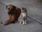 Cães e gatos alteram comportamento após perder um companheiro