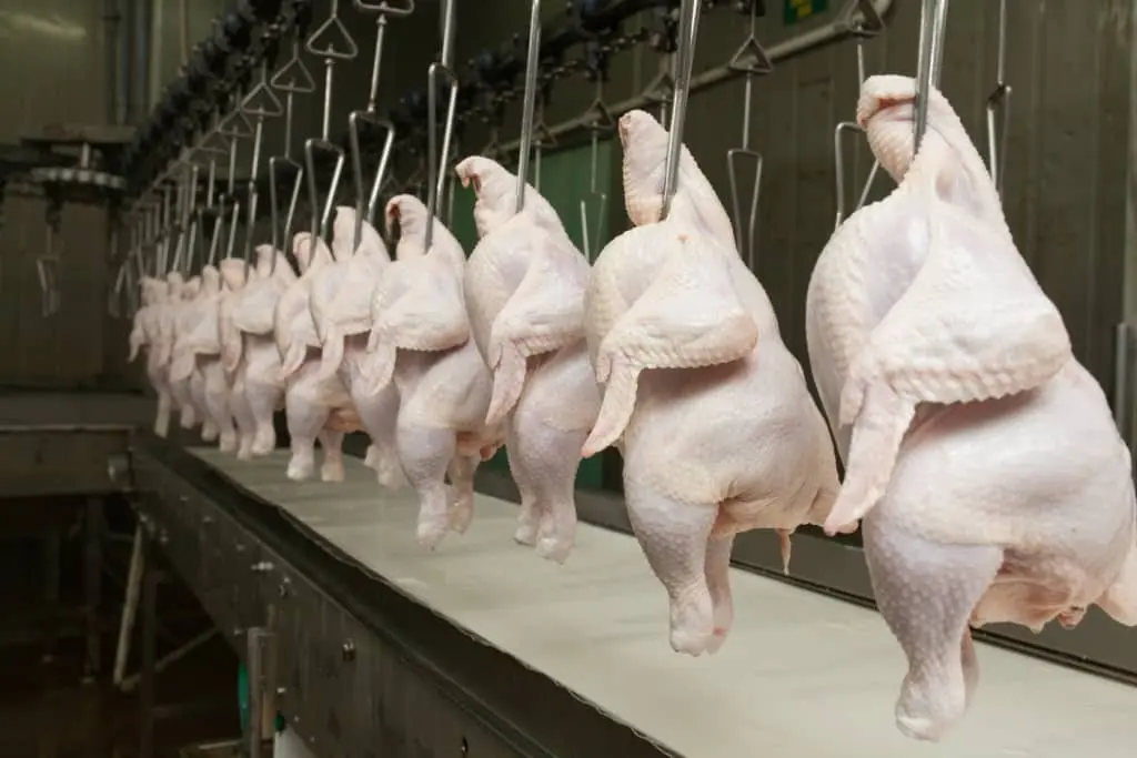 Carne de frango ganha força em agosto com demanda interna e exportações aquecidas