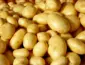 Maior oferta de batata pressiona preços com avanço da colheita