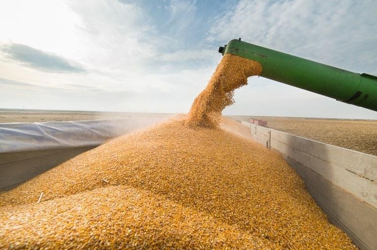 Preço do milho tem pouca variação no mercado brasileiro, aponta Cepea