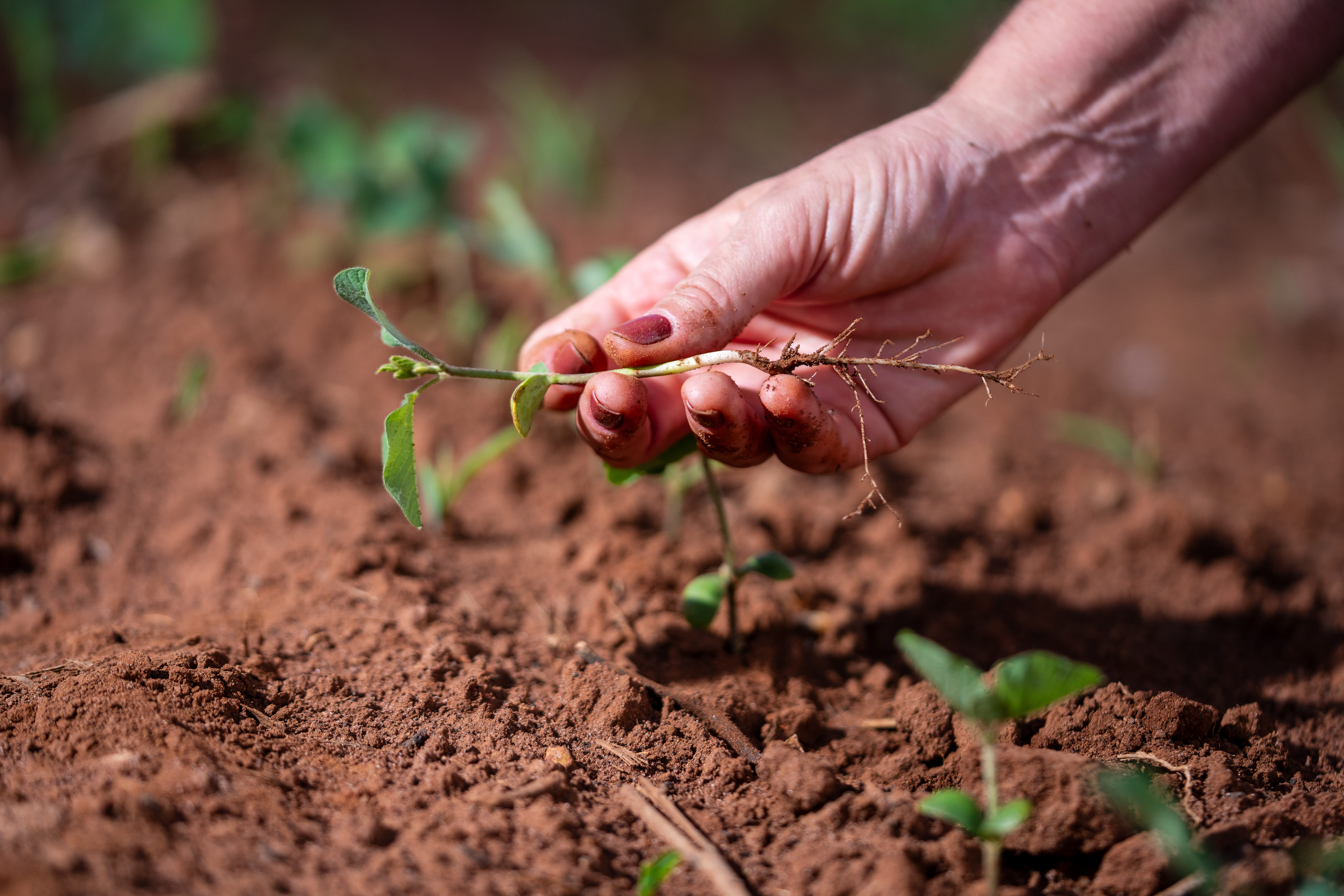 Produtividade da soja é resultado da interação entre genética, clima, solo e manejo