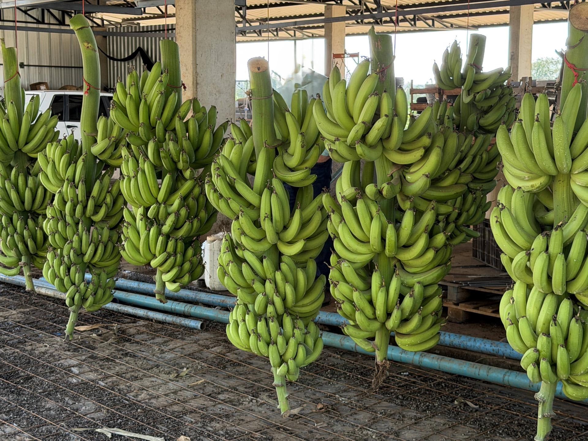 O Ouro da Terra: Como um sítio em Dom Aquino virou gigante da Banana e rescreve o Agro de Mato Grosso