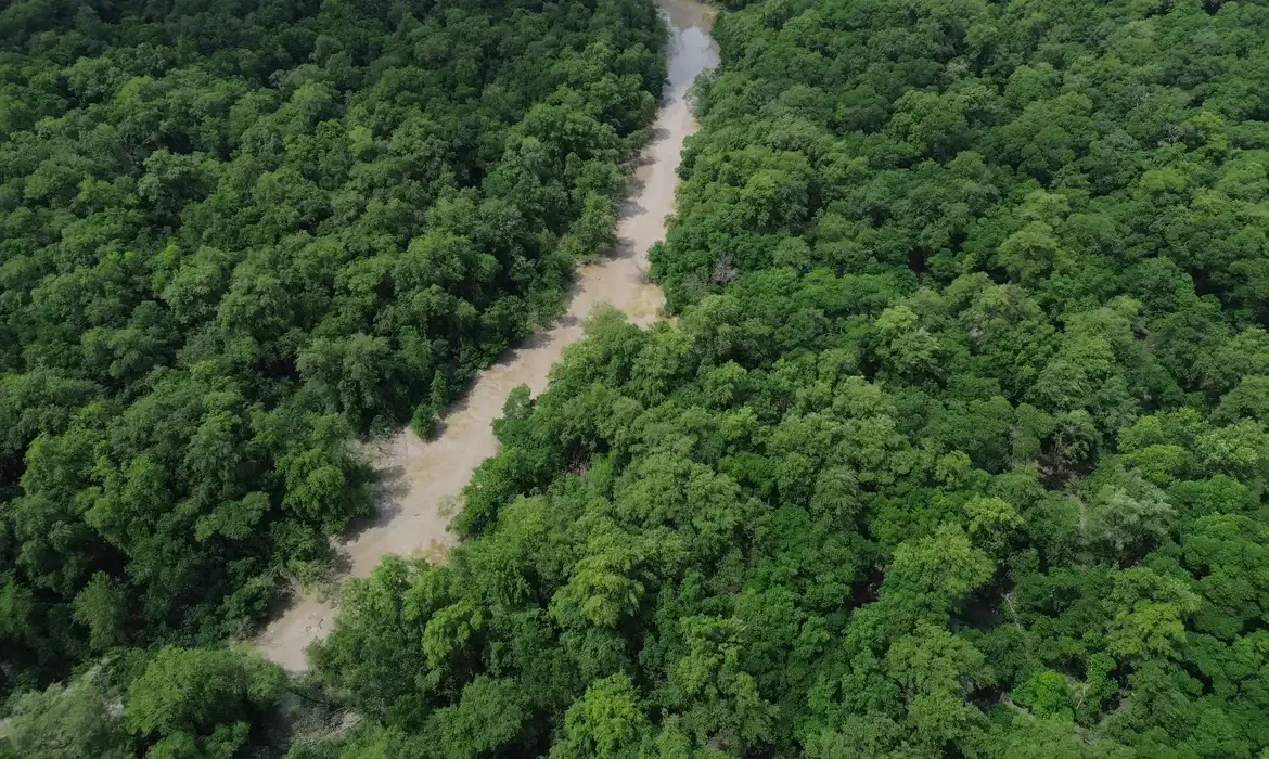 Amazônia ganha campanha por votos pela floresta em pé
