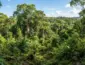 Ibama fixa prazo de 60 dias para corrigir falhas em sistemas de licenciamento florestal com impacto em Mato Grosso