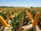 Mato Grosso supera produtividade de milho da Argentina na safra 2025/26 e atinge recorde de 130,11 sacas por hectare, aponta Imea