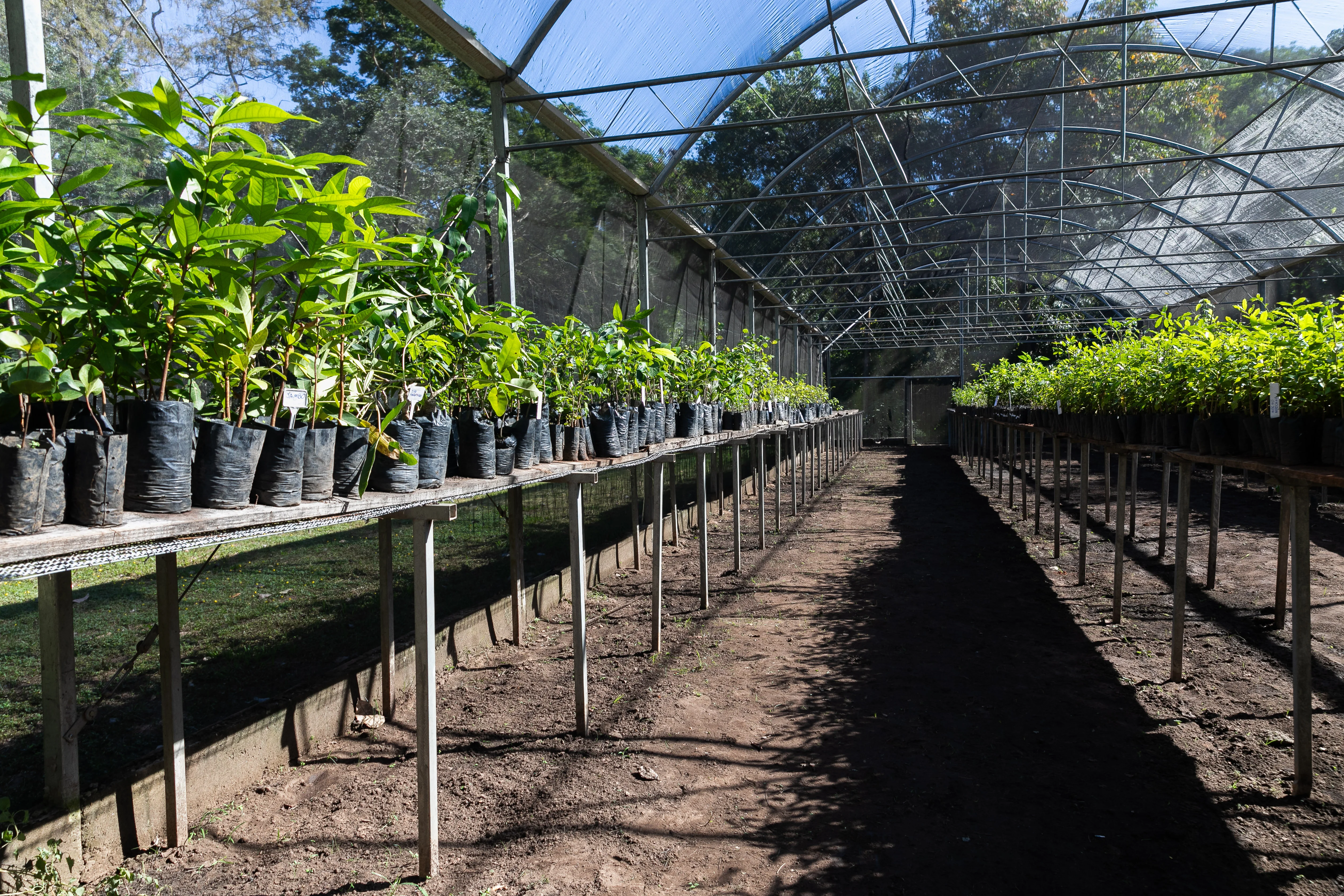 Com a volta das chuvas, Cuiabá ganha mutirão para plantar 3,5 mil árvores até o fim do ano