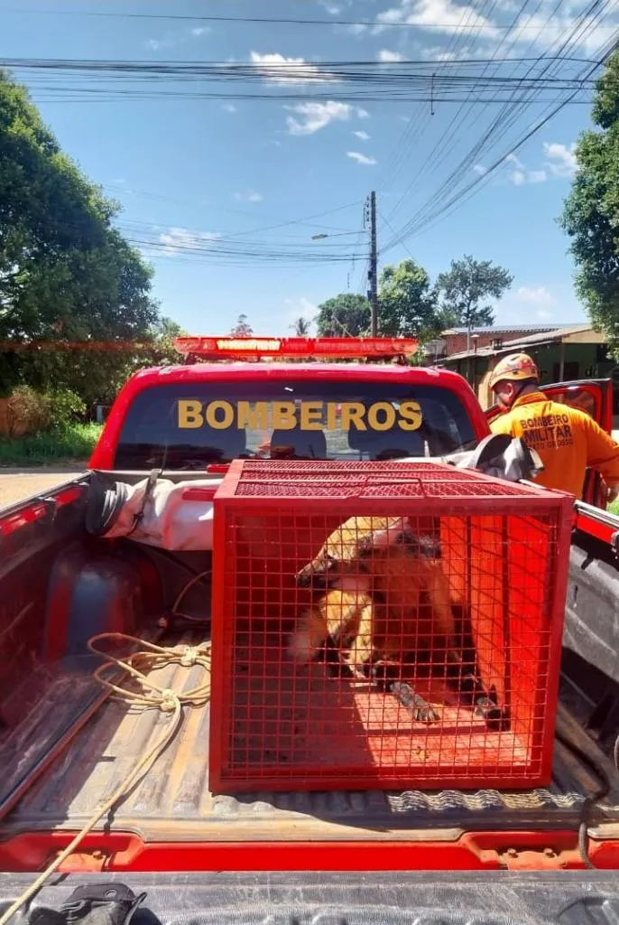 Bombeiros resgatam lobo-guará em cozinha de residência