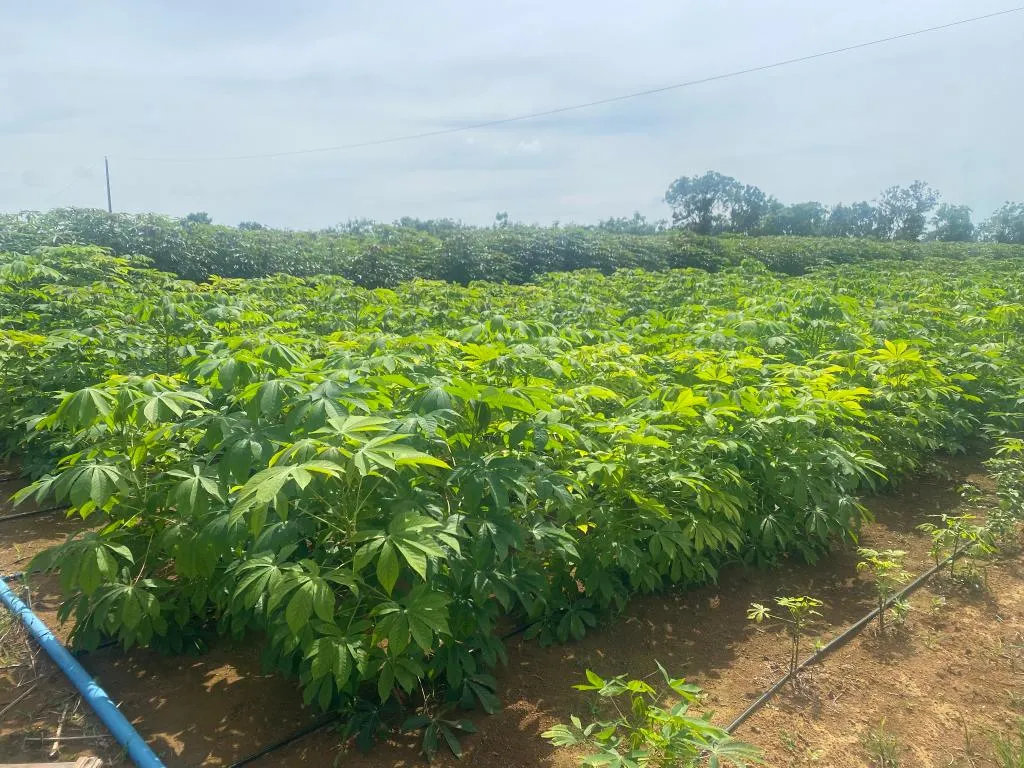 Projeto MT Produtivo registra 105 propostas de associações e cooperativas para fortalecer agricultura familiar