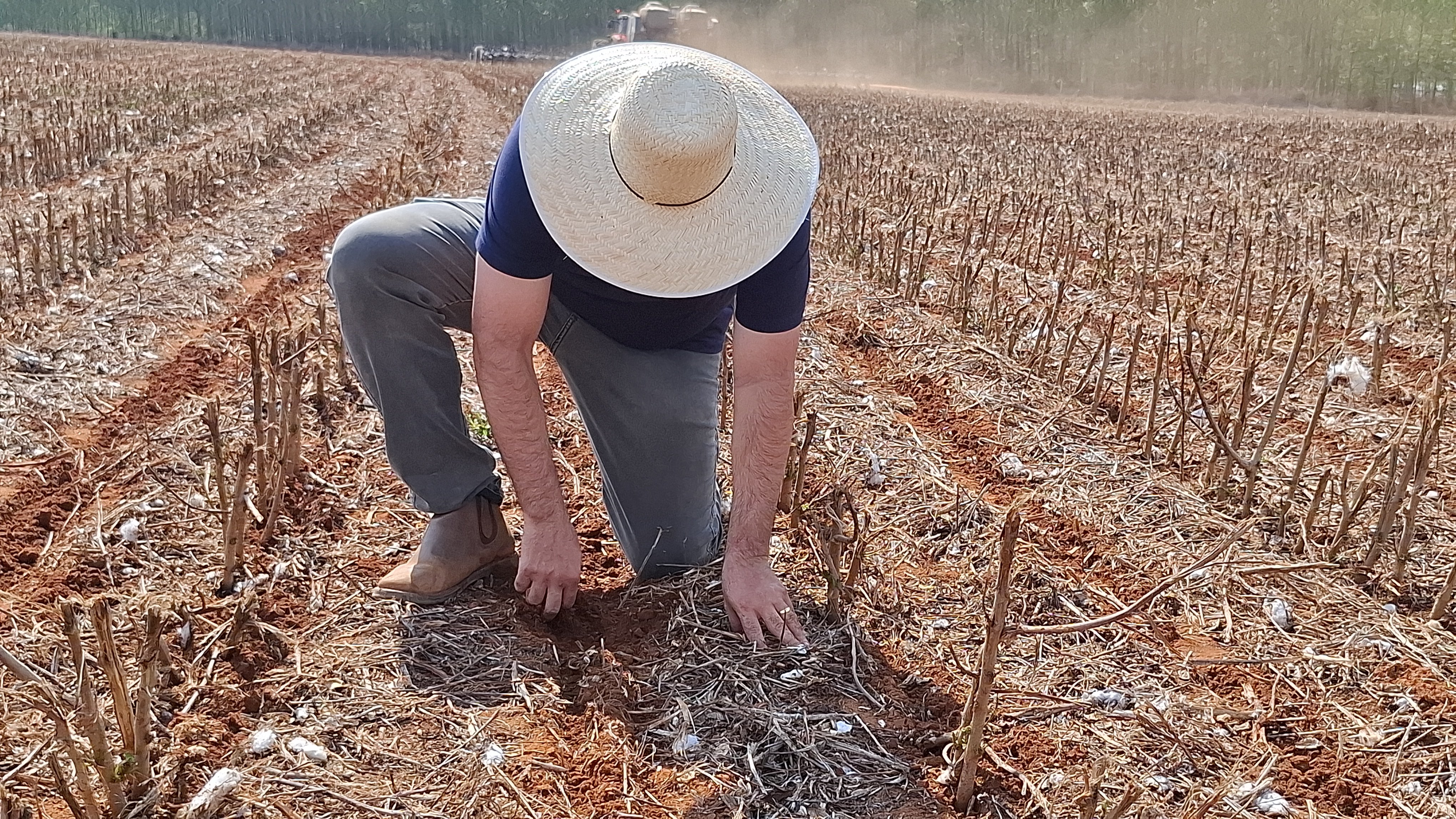 Com chuvas recentes que aliviam o solo no médio-norte mato-grossense, ritmo dos trabalhos avança com cautela, custos elevados de produção e aperto no crédito rural.
