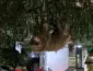 Bombeiros resgatam arara-vermelha e bicho-preguiça em Alta Floresta