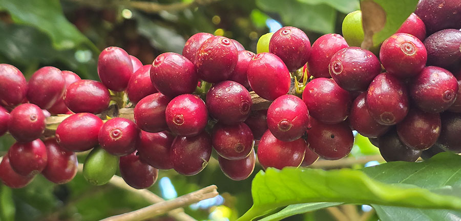 Produtor de café precisa de 19,4% mais café para comprar adubo em setembro