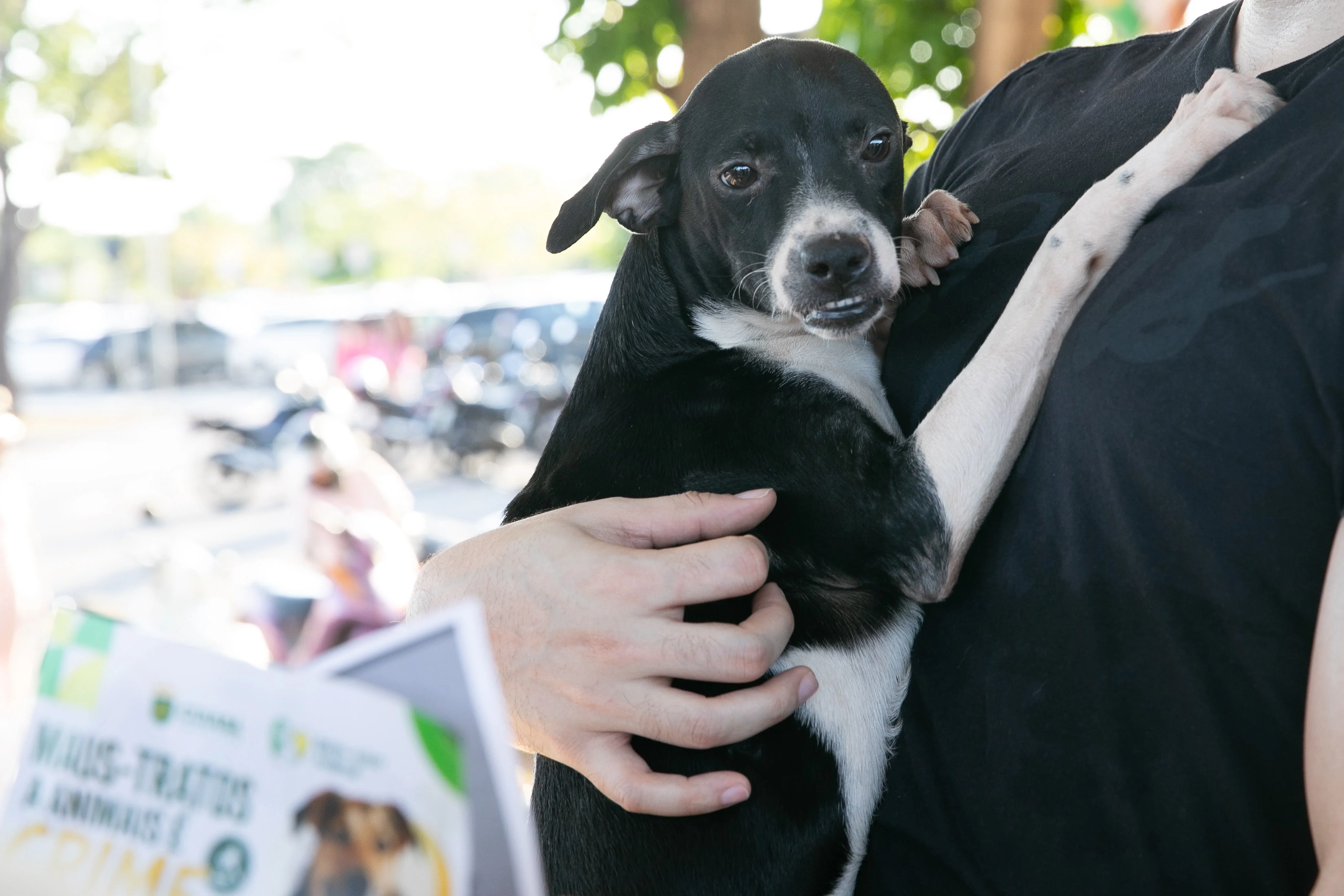 Feira de adoção no Parque Tia Nair garante novo lar para seis cães em Cuiabá