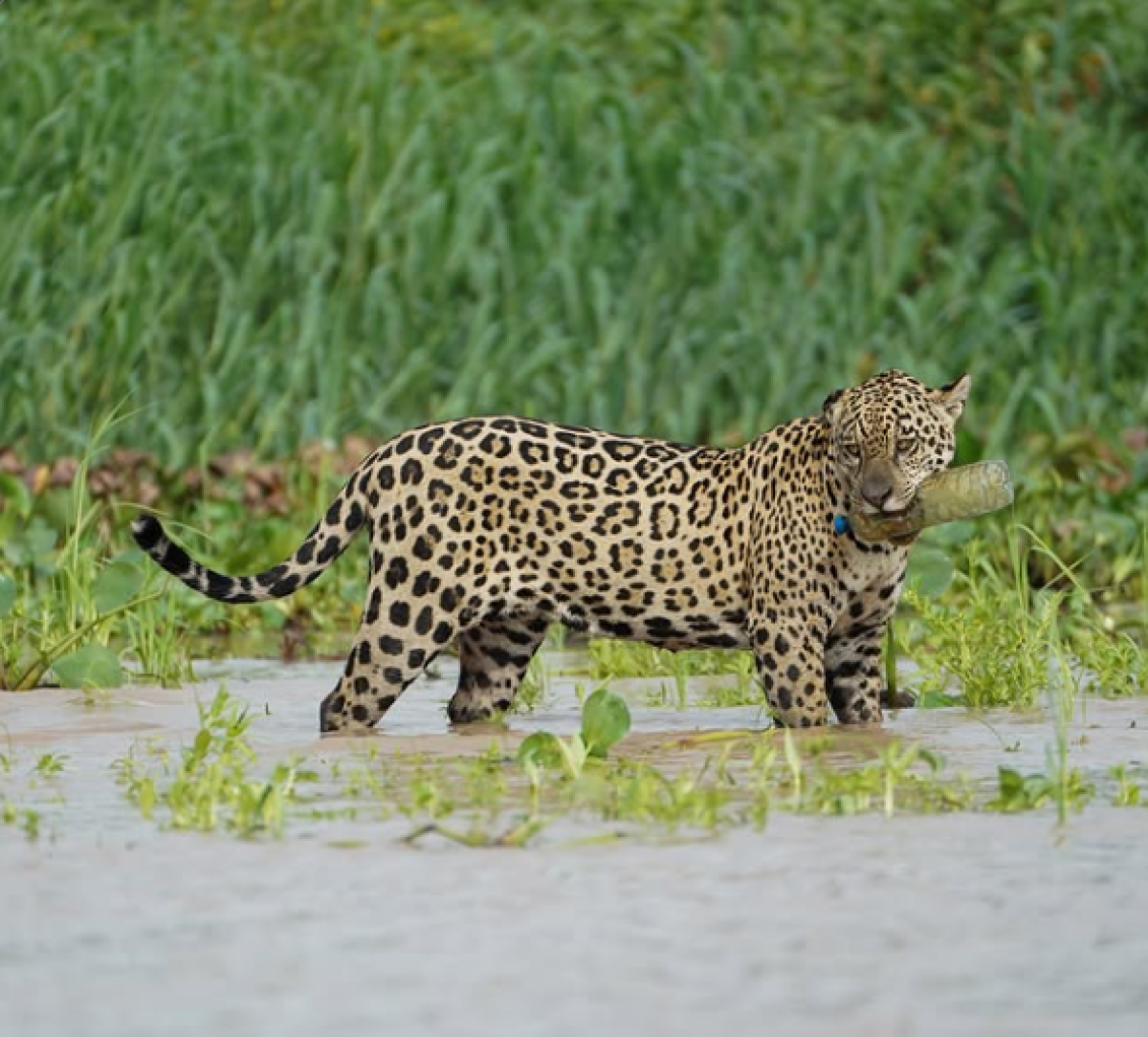 Onça pintada