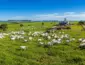 Mato Grosso mantém maior rebanho bovino do Brasil em 2025