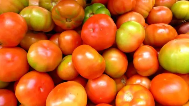 Tomate segue com precos altos no sacolao f1d3fec7 babc 43ab a97c eaea79e97674.jpg