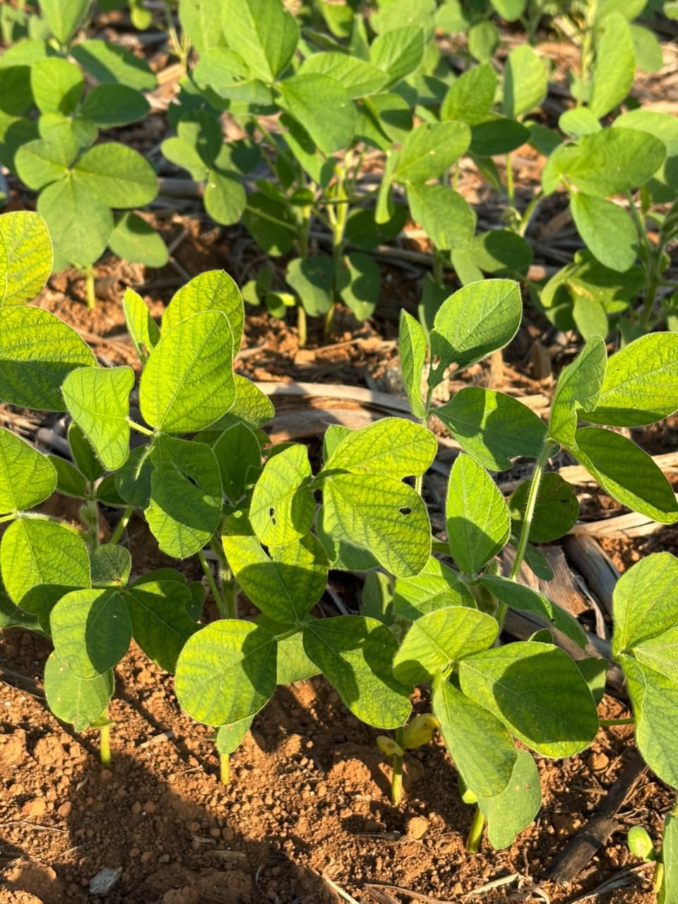 Nematoide do cisto gera alerta para lavouras de soja em Lucas do Rio Verde, MT