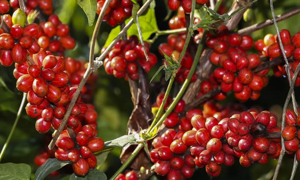 Apesar do bom início da safra de café 2027/28, clima preocupa